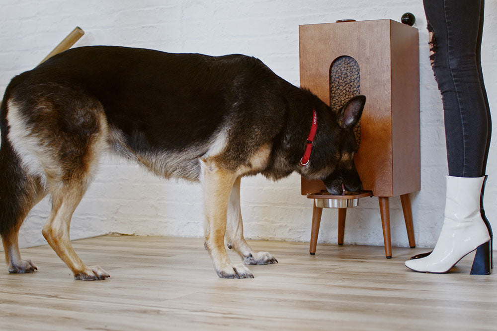 🍲 Houndsy Kibble Dispenser: Perfect Portions, Fresh Storage, Effortless Feeding